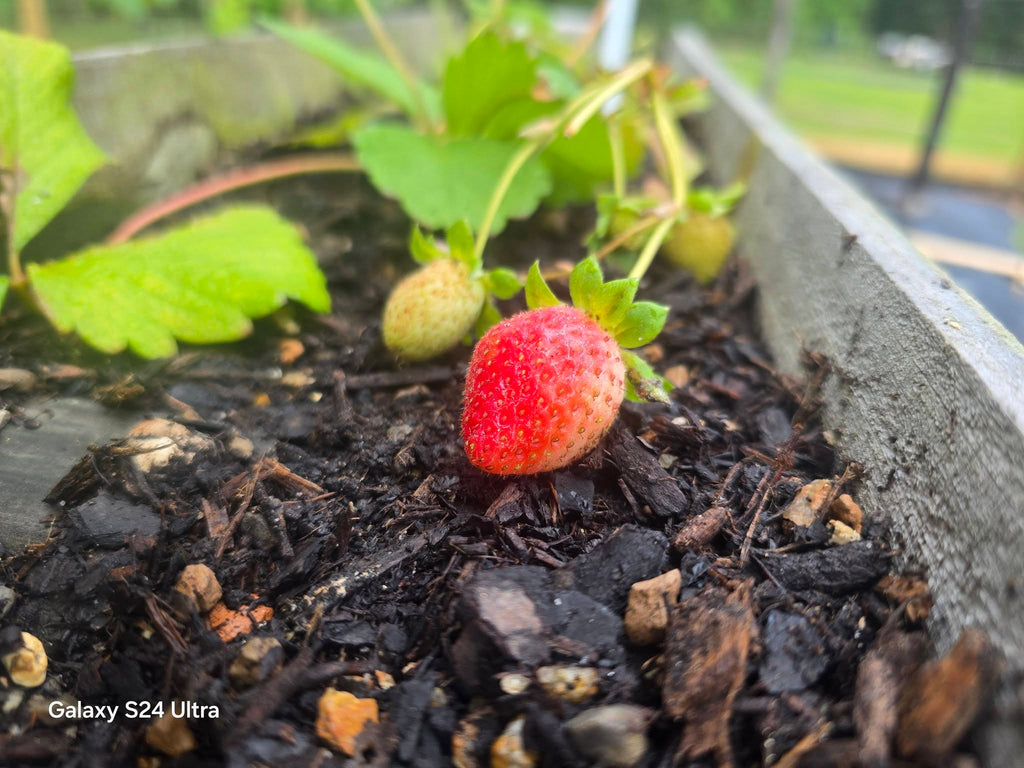 Garden Photography – Grapes & Strawberries with Morning Dew