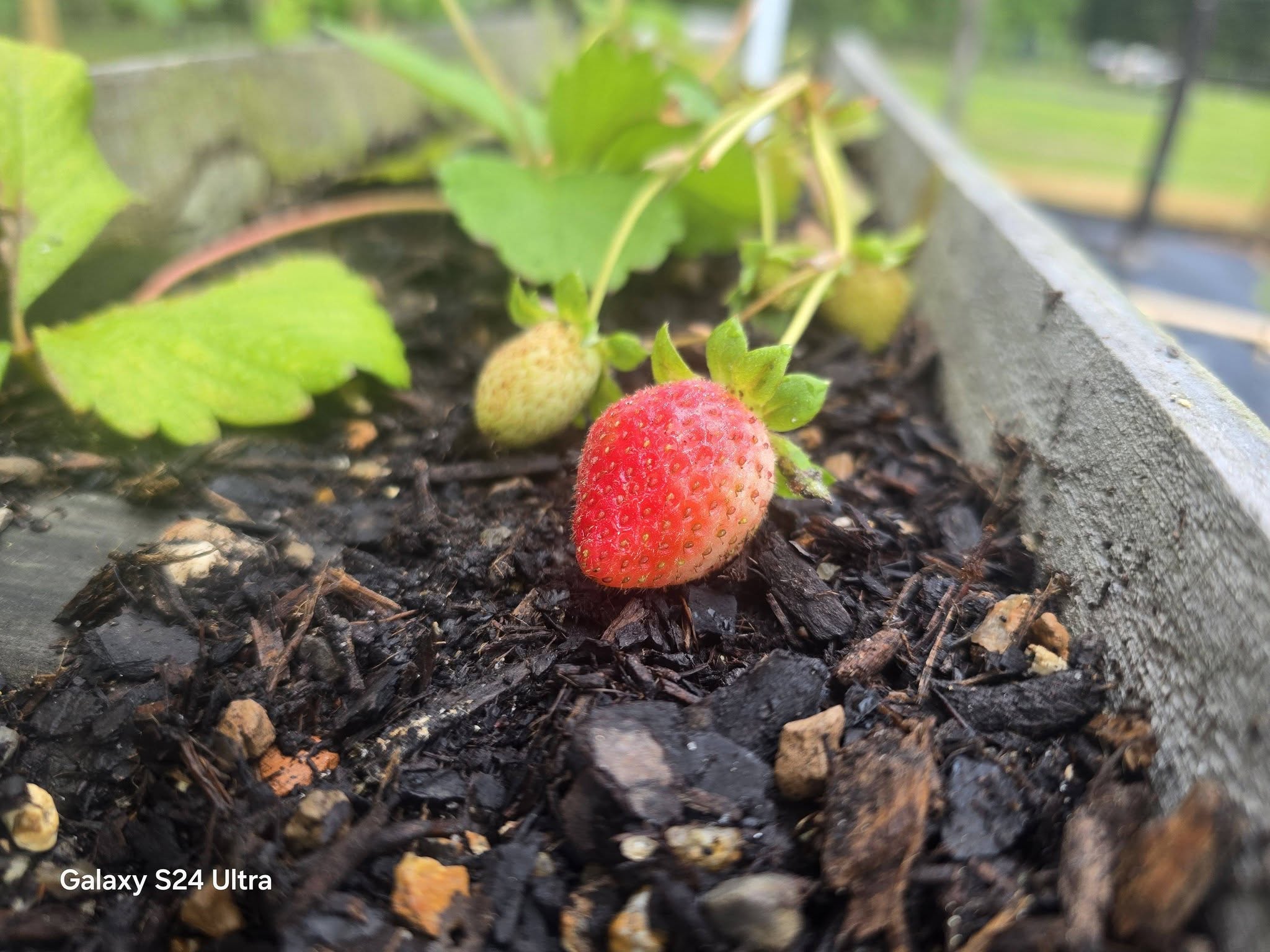 Garden Photography – Grapes & Strawberries with Morning Dew
