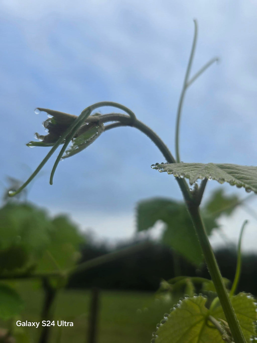 Garden Photography – Grapes & Strawberries with Morning Dew