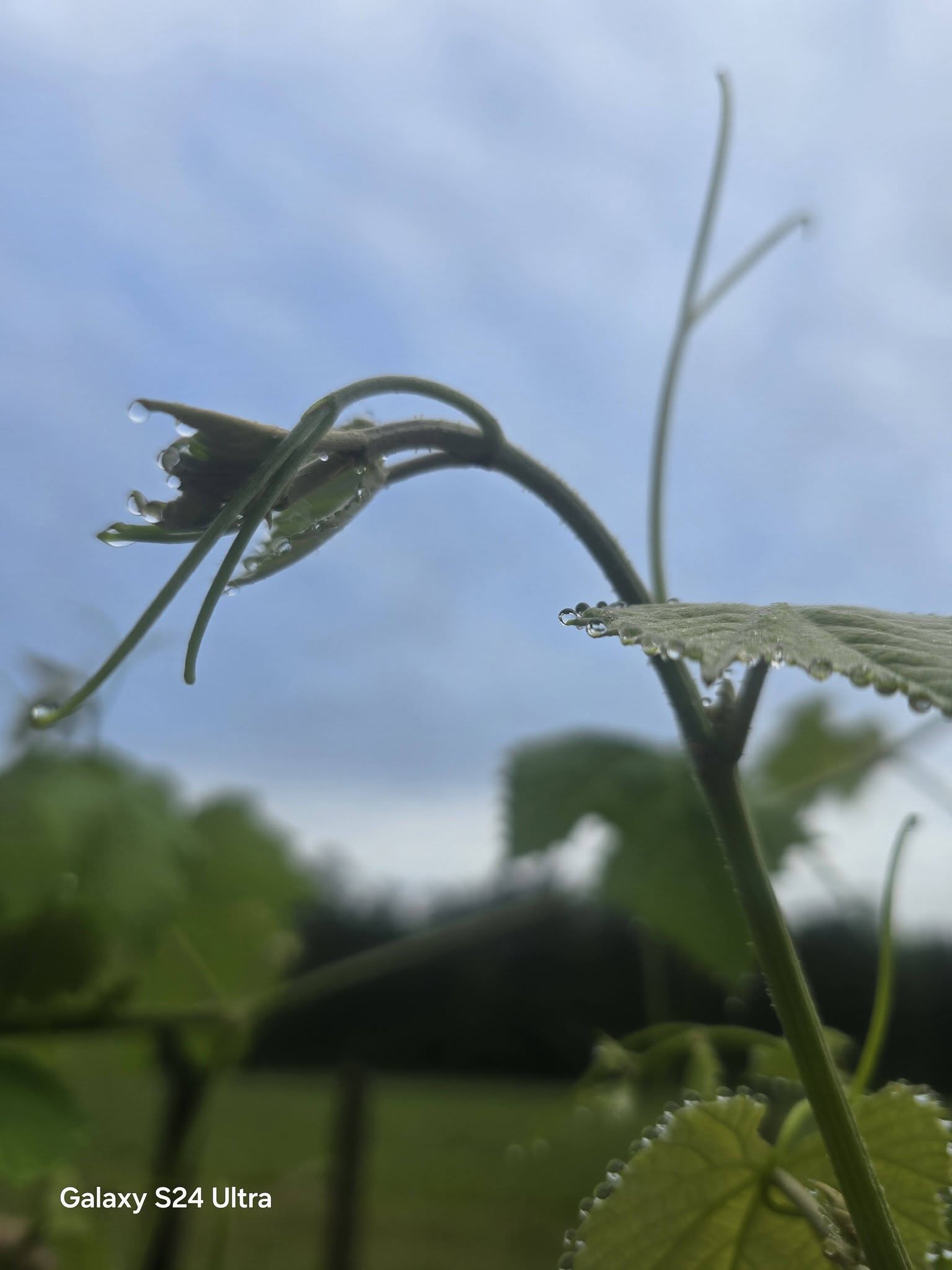 Garden Photography – Grapes & Strawberries with Morning Dew