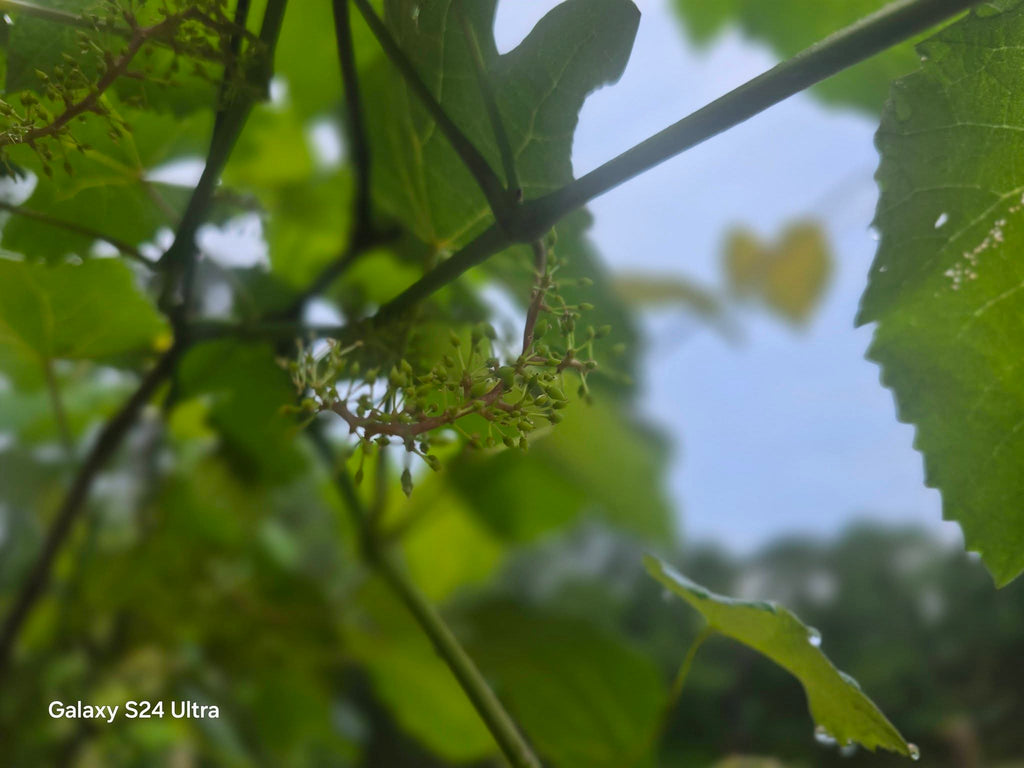 Garden Photography – Grapes & Strawberries with Morning Dew