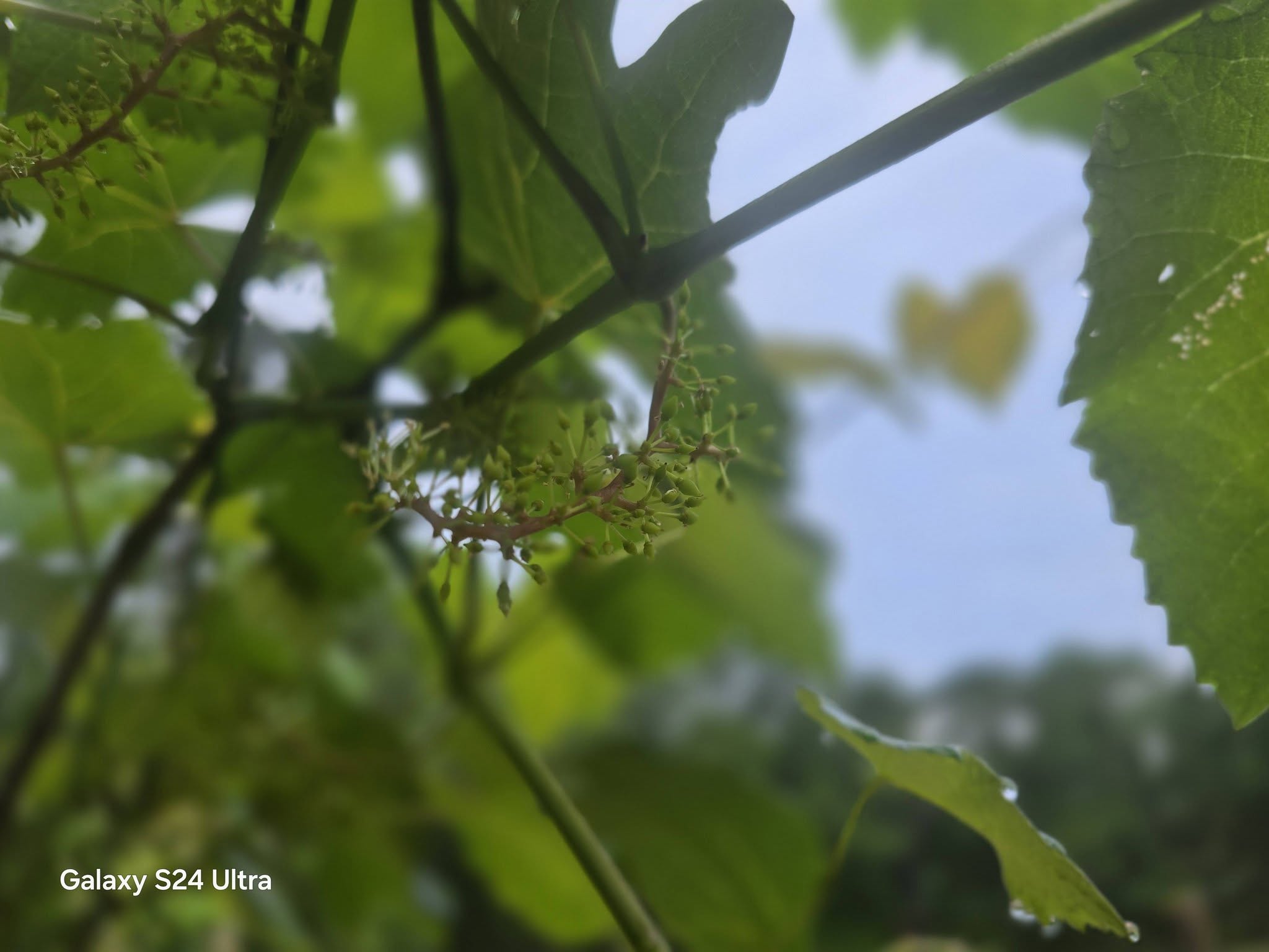 Garden Photography – Grapes & Strawberries with Morning Dew