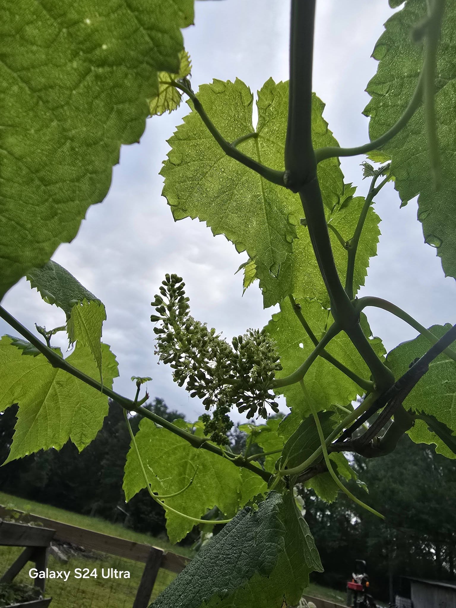 Garden Photography – Grapes & Strawberries with Morning Dew