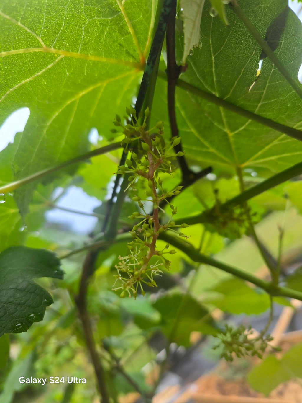 Garden Photography – Grapes & Strawberries with Morning Dew